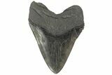 Fossil Megalodon Tooth - Massive Meg Tooth #210738-2